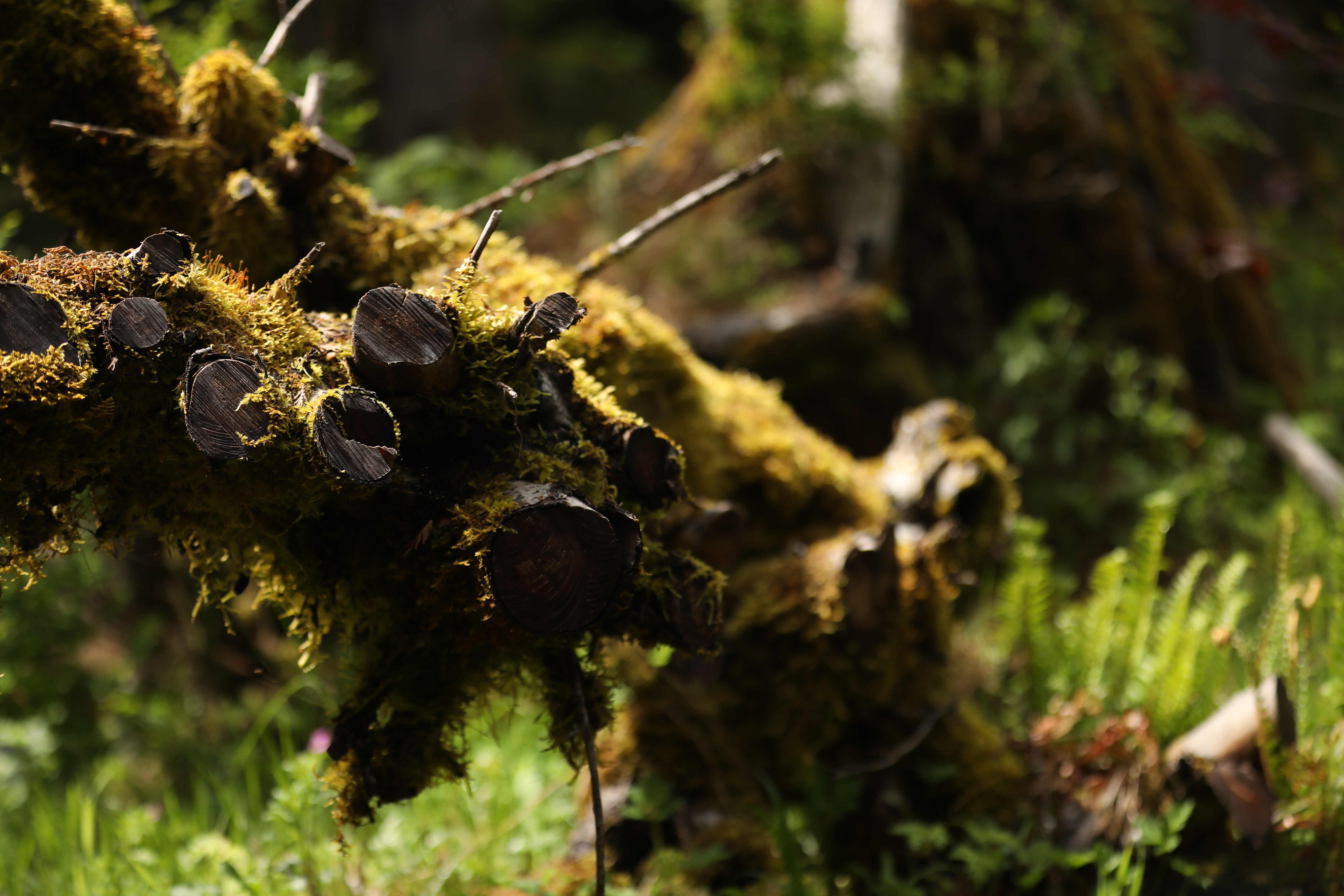 Ricky Del Vecchio and Mckenzee Bowles Wedding Photos